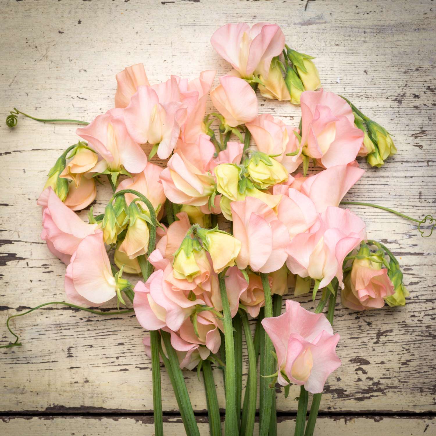 Pois de senteur 'Spring Sunshine Champagne' (graines)
